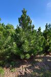 Borovice bělokorá (Pinus leucodermis)