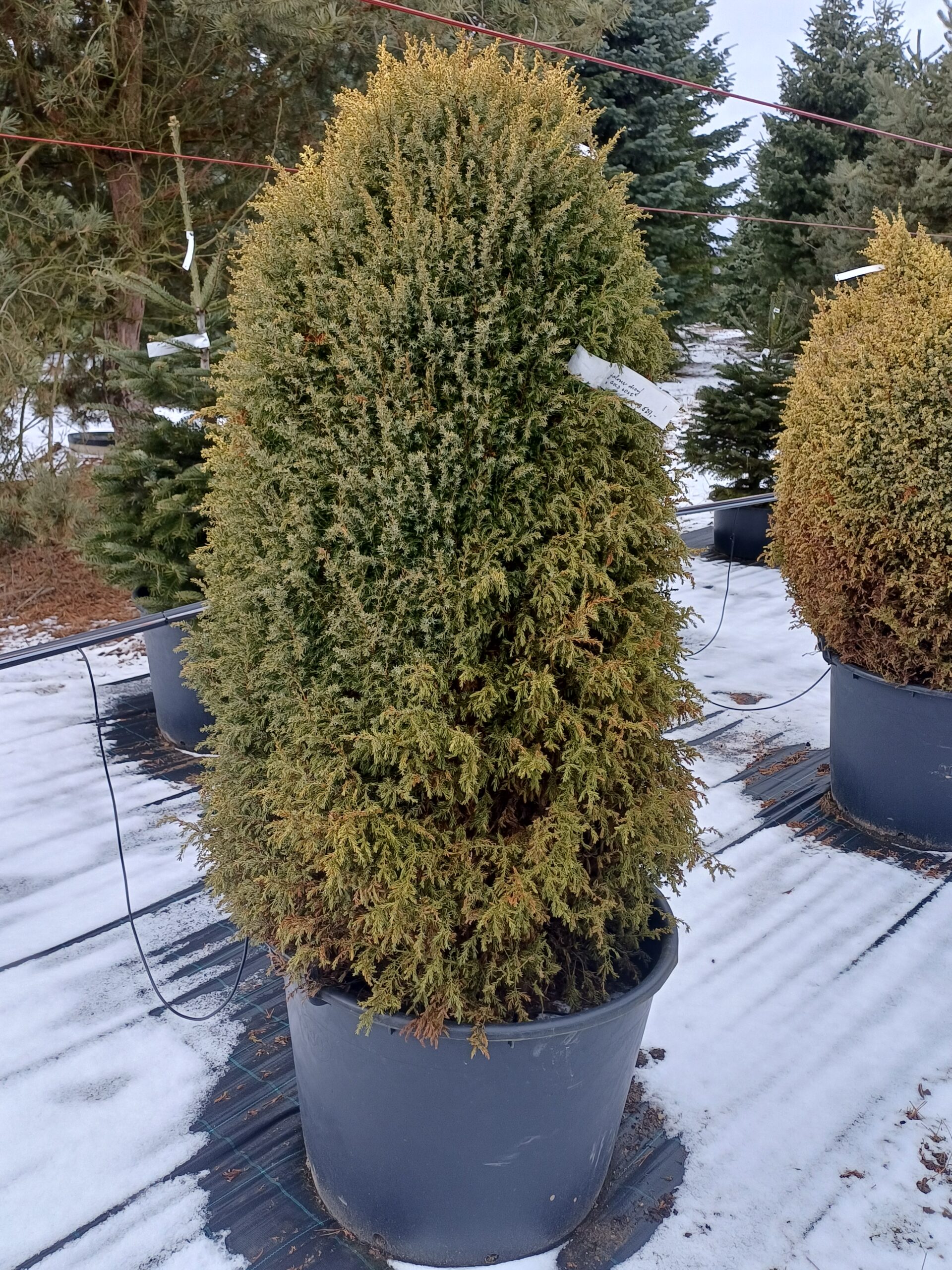 Jalovec obecný 'Gold Cone' - kontejner